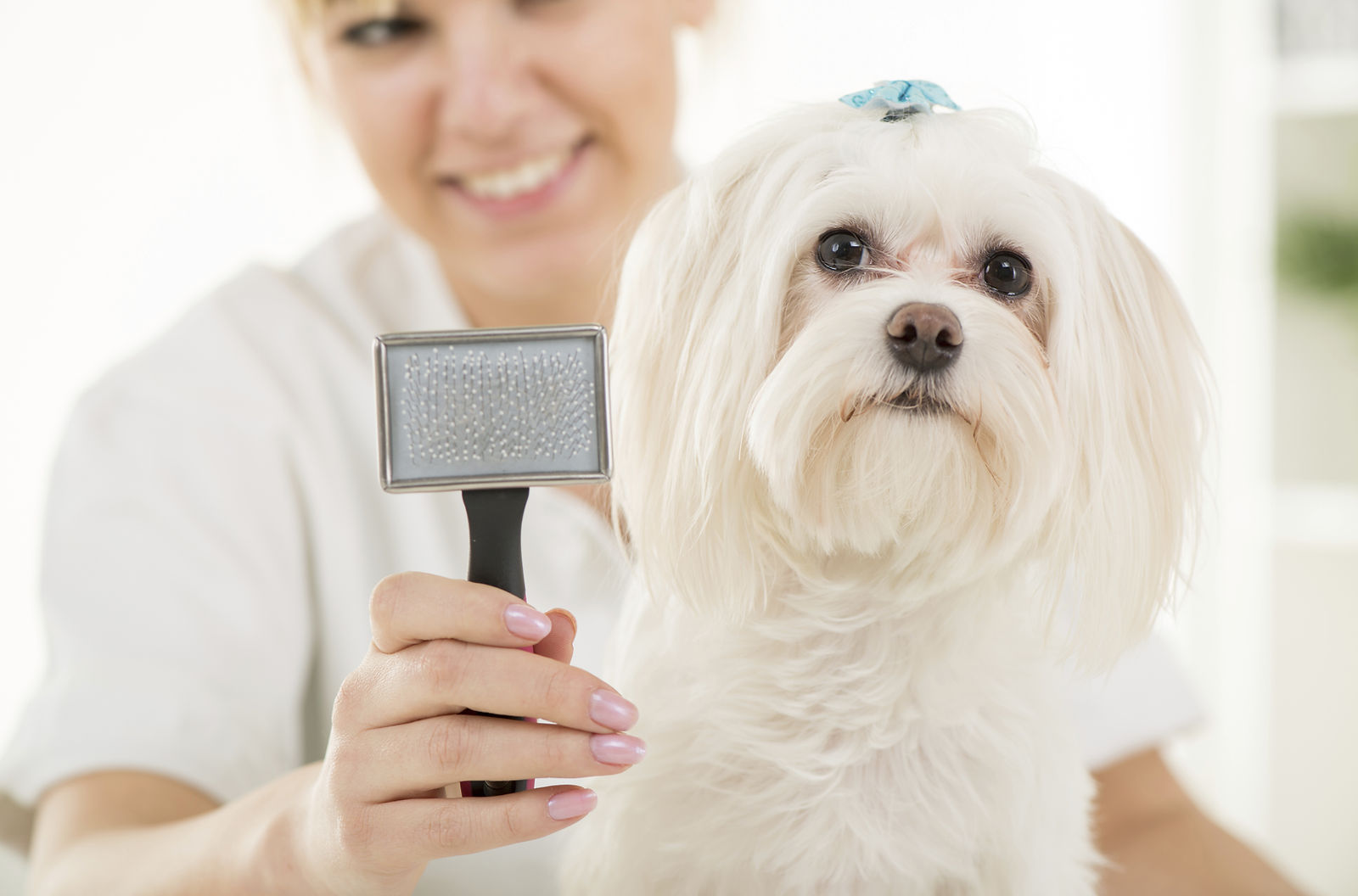 Peluquería canina